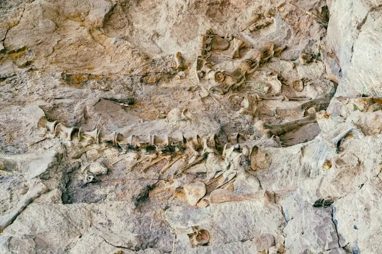 Une plongée dans l'histoire des dinosaures à Elbeuf