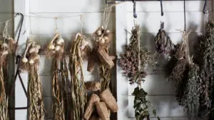 Bouquets d'herbes aromatiques suspendus pour le séchage dans une cuisine rustique.