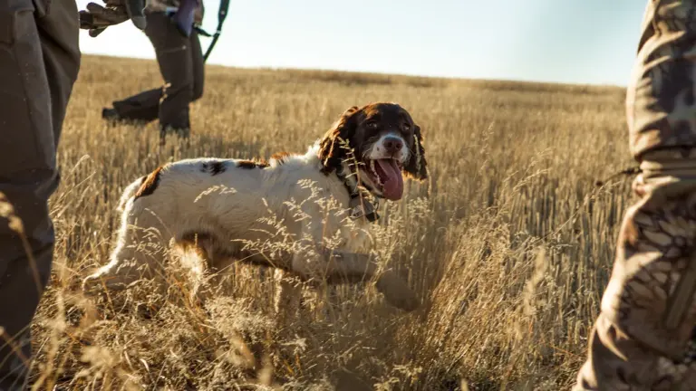 Chasse : les vérifications avant le week-end des 12 et 13 septembre